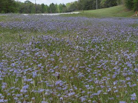 A field of Blue-eyed grzss

Description automatically generated